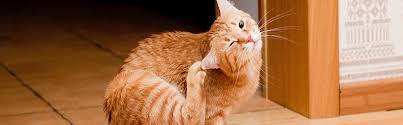 Kedilerde Dis Parazit Cat Hospital Resmi Web Sitesi