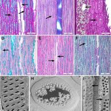 Image result for Secamone stuhlmannii