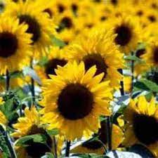 Sunflower Seed Helianthus Annuus Wildflower Seeds