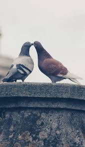 About Wild Animals Pigeon A Bird That Calls Cities And Streets Home Animals Pigeon Funny Pigeon