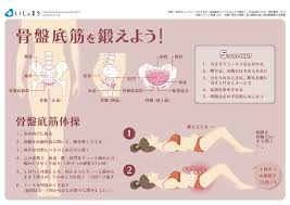 160302 pelvic floor muscles 1 jpg 3 000 2 121ピクセル 骨盤底 骨盤底筋 尿失禁