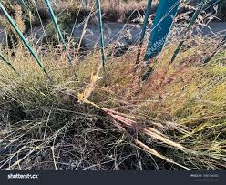 Image result for Themeda triandra