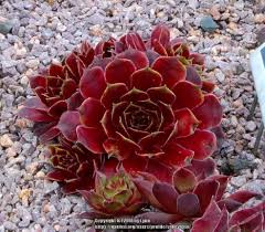 Delosperma red mountain flame ice plant is a plant select award winner. Photo Of The Leaves Of Hen And Chicks Sempervivum Red Lion Posted By Valleylynn Garden Org