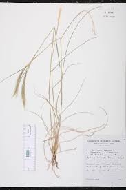 Image result for Aristida congesta