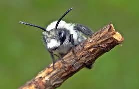 The white stripes — icky thump 04:15. Grey Mining Bee Naturespot