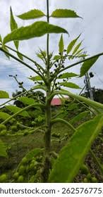 Image result for Brucea antidysenterica