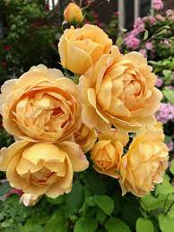 David Austin Golden Celebration Roses David Austin Roses Garden David Austin Roses Golden Celebration Rose