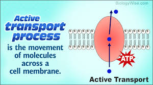 The transport process is influenced by the characteristics of the transport substance and the nature of the bilayer. Active Transport Process Biology Wise