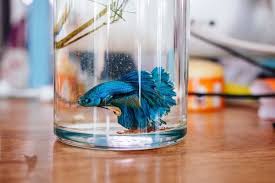 How To Take Care Of A Betta Fish Pet Life Today