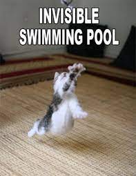 Funny and cute dog quotes and sayings with beautiful pictures and images. Cute Animal With Quotes Gallery Quotesgram