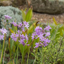 Image result for Tulbaghia sp. cf. violacea