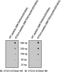 Ls ng & associates is an audit firm with office located in kuala lumpur. G9a Glp Methyltransferases Inhibit Autophagy By Methylation Mediated Atg12 Protein Degradation Biorxiv