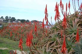 Image result for Aloe arborescens × musapana