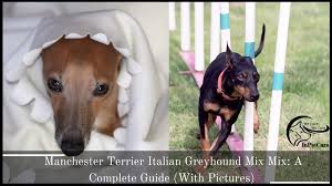 Пацанская музыка в авто 2021. Manchester Terrier Italian Greyhound Mix A Complete Guide With Pictures