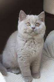 Pin Van Kim Brandt Op Cats Animals Katten Brits Korthaar Dieren
