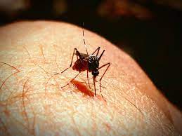 Don't walk around house in the dark. What Is The Deadliest Insect On Earth