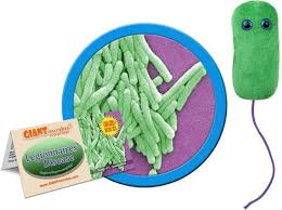 Image result for Legionella