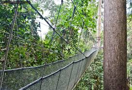 The entrance of the canopy walk is about 835 meters away from the park. Entree Kibbles Canopy Walkway Poring Hot Spring Kinabalu Park