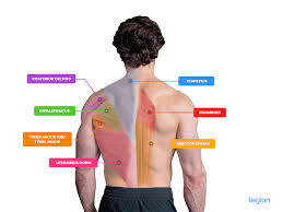 Back muscles labeled anatomical educational body scheme vector illustration. Best Compound Back Exercises For A Full Back Workout Legion Athletics