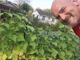 Growing early girl tomatoes with red wiggle worms