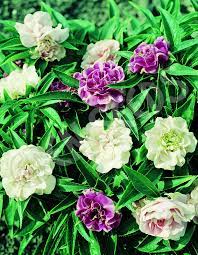 It's quite easy to plant impatiens seedlings, but you can also choose to start them from seed if you'd like. Impatiens Tom Thumb Eden Seeds