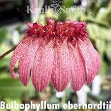 Image result for Bulbophyllum X chikukwa