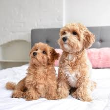 I cani sono da sempre gli animali più vicini all'uomo, ma in base alle esigenze è possibile scegliere cani di razze che hanno particolari attitudini, ad esempio il maremmano è perfetto per accompagnare greggi.in questo caso ti parlerò delle razze di cani più adatte alla guardia con un indole familiare. Cani Piccola Taglia Le 43 Razze Di Cani Piccoli Per L Appartamento