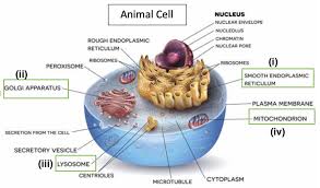 Draw a neat labelled diagram of an animal cell. Long Answer Question Draw A Neat Diagram Of An Animal Cell And Label The Following Parts Of That I Helps In Manufacturing Fat Molecules Or Lipids For Cell Function Ii Helps In Storage