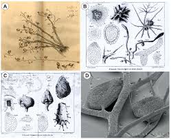 Image result for Utricularia