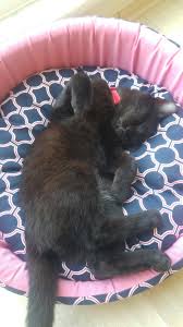 Olu Taklidi Yapan Kedi Kedi Kedicik