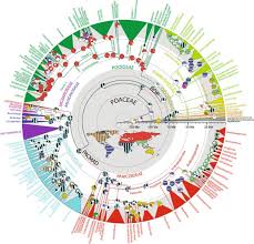 Image result for Leptochloa coerulescens