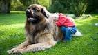The 15 Largest Dog Breeds: More Dog To Love – American ...