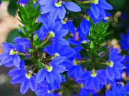 Image result for foto Vějířovka