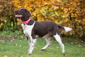 Image result for Velký münsterlandský ohař