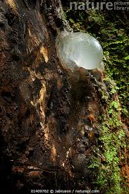 Image result for Ficus demeusei