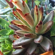 Panda Plant Kalanchoe In 2020 Plants Windowsill Garden Cacti And Succulents