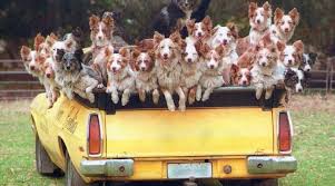 Let's Ask The Dogs: Adventures In Real Estate