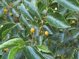 Image result for Scolopia mundii