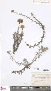 Image result for Helichrysum ellipticifolium