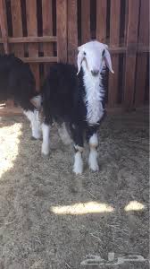 Check spelling or type a new query. Ø®Ø±ÙˆÙ Ù†Ø¬Ø¯ÙŠ Ø³ÙˆÙ‚ ÙƒÙ„Ø´ÙŠ Ø£ÙˆÙ†Ù„Ø§ÙŠÙ†