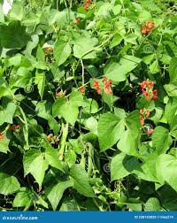 Image result for Phaseolus coccineus