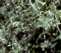 Image result for Huaceae