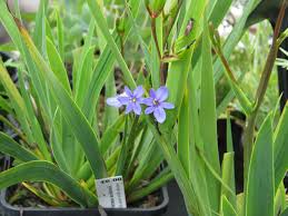 Image result for Aristea ecklonii