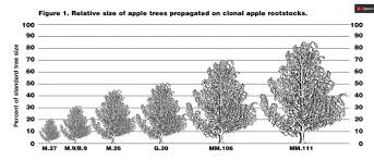 Check spelling or type a new query. Rootstocks For Fruit Trees In Wisconsin Wisconsin Horticulture
