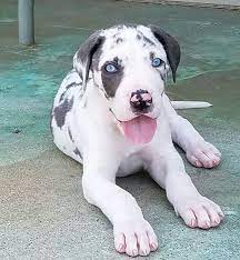 Lancaster puppies has your great dane for sale. Great Dane Puppy 8 Weeks Old Album On Imgur
