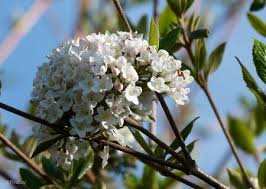 Les arbres à fleurs blanches sont idéals pour bénéficier d'un coin d'ombre dans votre jardin tout en lui procurant de l'élégance ! Top 30 Des Arbustes Les Plus Parfumes