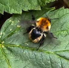 Image result for Bombus muscorum
