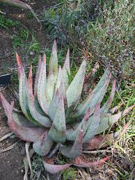Image result for Aloe aculeata × ortholopha