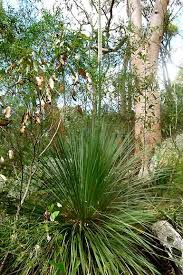 Image result for Xanthorrhoea