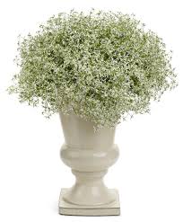 Euphorbia hypericifolia 'diamond frost' is a tender evergreen perennial, usually grown as an annual, boasting a profusion of tiny white flowers reminiscent of baby's breath from late spring to the first frosts. Euphorbia Diamond Frost